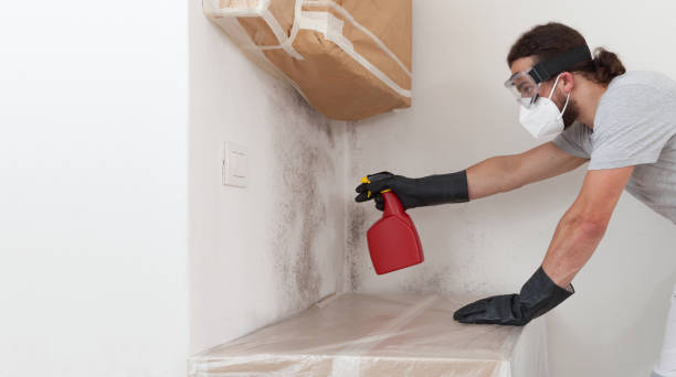 Professional Black Mold Removal technician working in Oradell, NJ