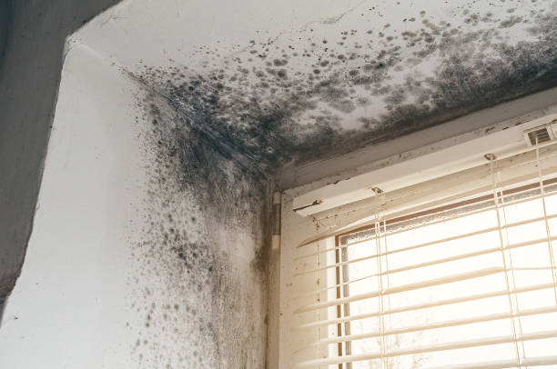Trusted Mold Testing service in Oradell, NJ - Cheap Mold Removal
